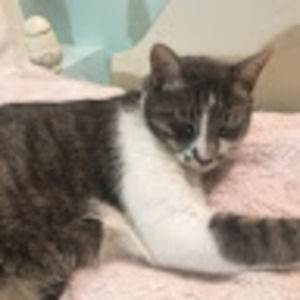 Meet your Posher, Satya